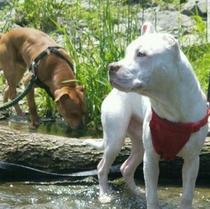 Meet your Posher, Brie